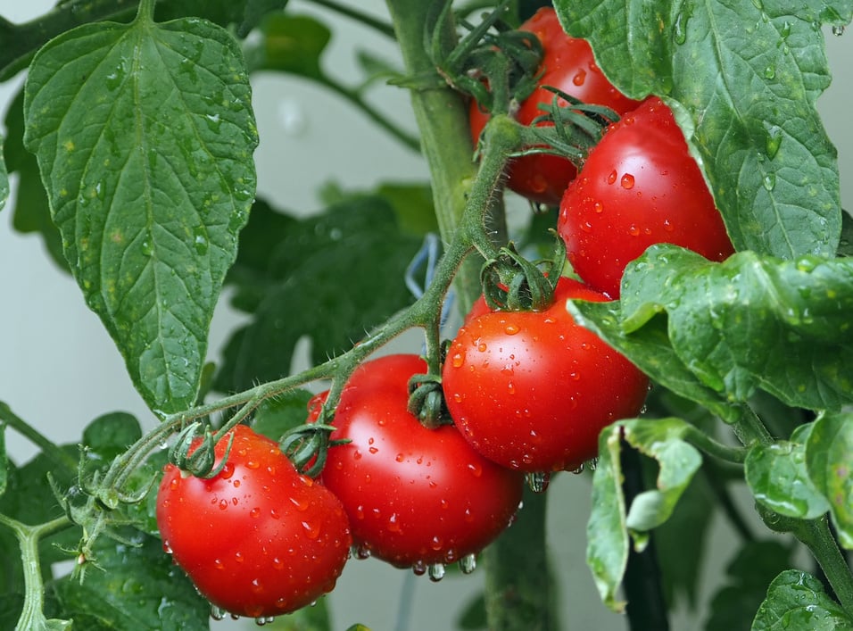 Fresh Tomatoes on a Branch